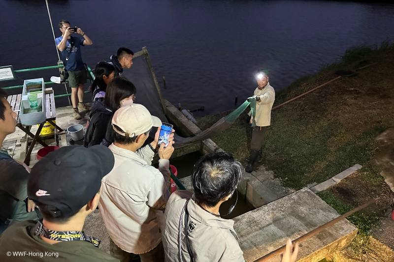 养虾人消失了，但基围这一传统生产生活方式仍存在于米埔自然保护区粤有钱配资，是重要的文化保育对象。